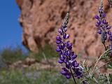 Pinnacles NM 015